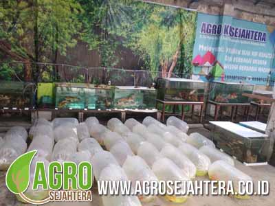 jual-ikan-koi-02.jpg