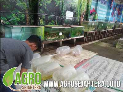 jual-ikan-koi-07-1.jpg
