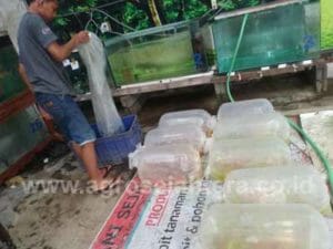 jual-ikan-koi-08-1-300x225.jpg