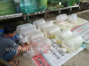 jual-ikan-koi-12-300x225.jpg