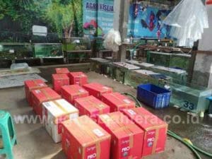 jual-ikan-koi-13-300x225.jpg
